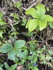 Are these hellebores?