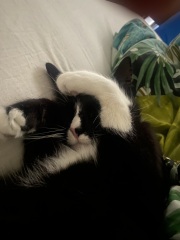 Helping very nervous rescue cat settle in