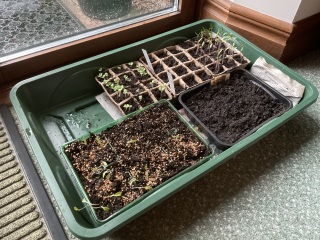 It's the Greenhouse Thread 2024