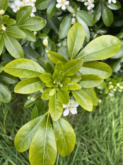 What is this scented hedge plant?