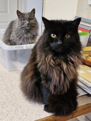 Machiavellian Misbehaviour- the Excellent Cats Deny Everything