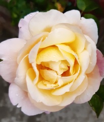 Dad's ashes in the garden....