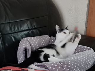 Machiavellian Misbehaviour- the Excellent Cats Deny Everything