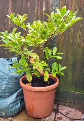 Newish Rhododendron Help