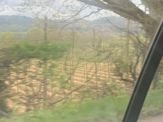 Farming - what are these strange tall twine 'cages' in fields in Herefordshire??