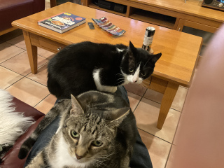 Lap wars