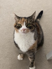 Constipated senior rescue kitty