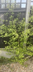 Can anyone identify this tree for me?