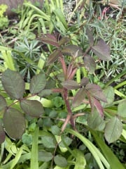 Rose - is this likely to be a sucker?