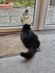 Thug cat part 5 - For he will not do destruction, if he is well-fed, neither will he spit without provocation.