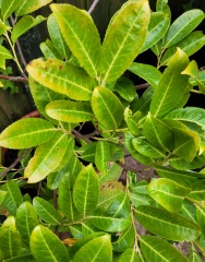 Newish Rhododendron Help