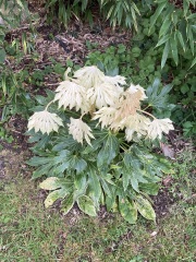 Is my fatsia japonica ok?