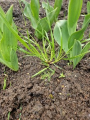 What is this weed?