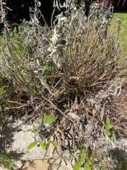 Can this sage bush be rescued?