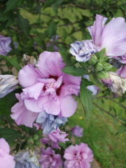 Can anyone ID this lilac-coloured flowering shrub?