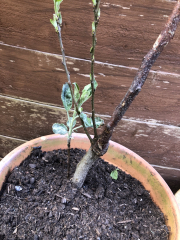 Fruit trees