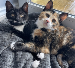 To get one kitten or two?