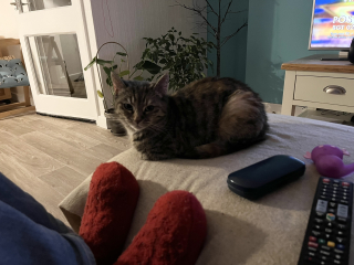 Machiavellian Misbehaviour- the Excellent Cats Deny Everything