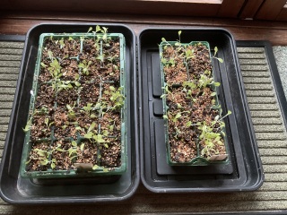 It's the Greenhouse Thread 2024