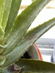I am death to Aloes