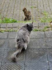 Thug cat part 5 - For he will not do destruction, if he is well-fed, neither will he spit without provocation.