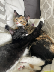 To get one kitten or two?