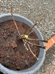 Can I save these roses?