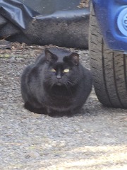 Machiavellian Misbehaviour- the Excellent Cats Deny Everything