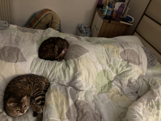 God forbid we disturb her slumber - photo