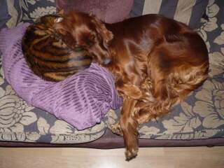Best breed for cats (spaniels/setters)