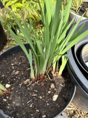 Can you help me identify this plant please