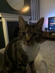 Machiavellian Misbehaviour- the Excellent Cats Deny Everything