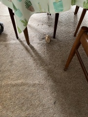 Strange things your cats bring home