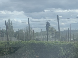 Farming - what are these strange tall twine 'cages' in fields in Herefordshire??