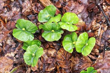 What's this growing in my hydrangea pot?