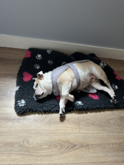 Please recommend a dog for our family