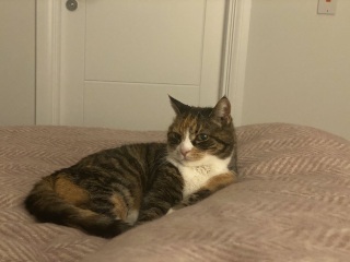 Constipated senior rescue kitty