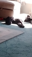 Think we’ve reached the point of rehoming DDog and so sad about it