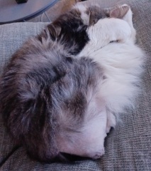 My beautiful cat losing 1/3 of her tail