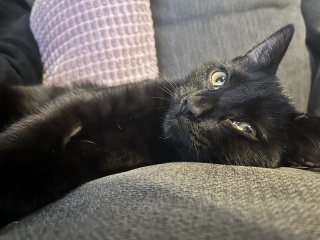 So we got a cat…