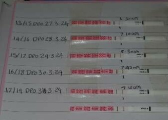 Dec-Christmas Babys 2024