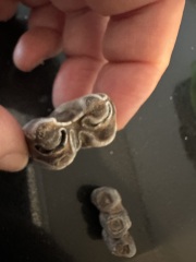 Anyone fancy trying to identify these things I found by the Thames?