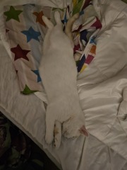 Advice needed for situation with poorly cat