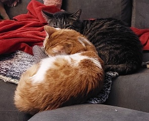 Machiavellian Misbehaviour- the Excellent Cats Deny Everything