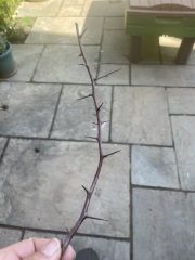 I've been pricked by this tree branch- will my finger be okay?