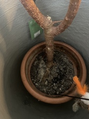 Caring for rubber plants