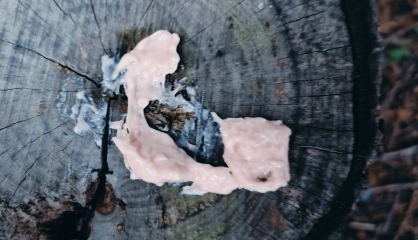 What on earth is this.... Thing?! Potentially gross picture
