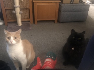 Machiavellian Misbehaviour- the Excellent Cats Deny Everything