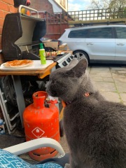 Machiavellian Misbehaviour- the Excellent Cats Deny Everything