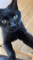 Meet Ralph